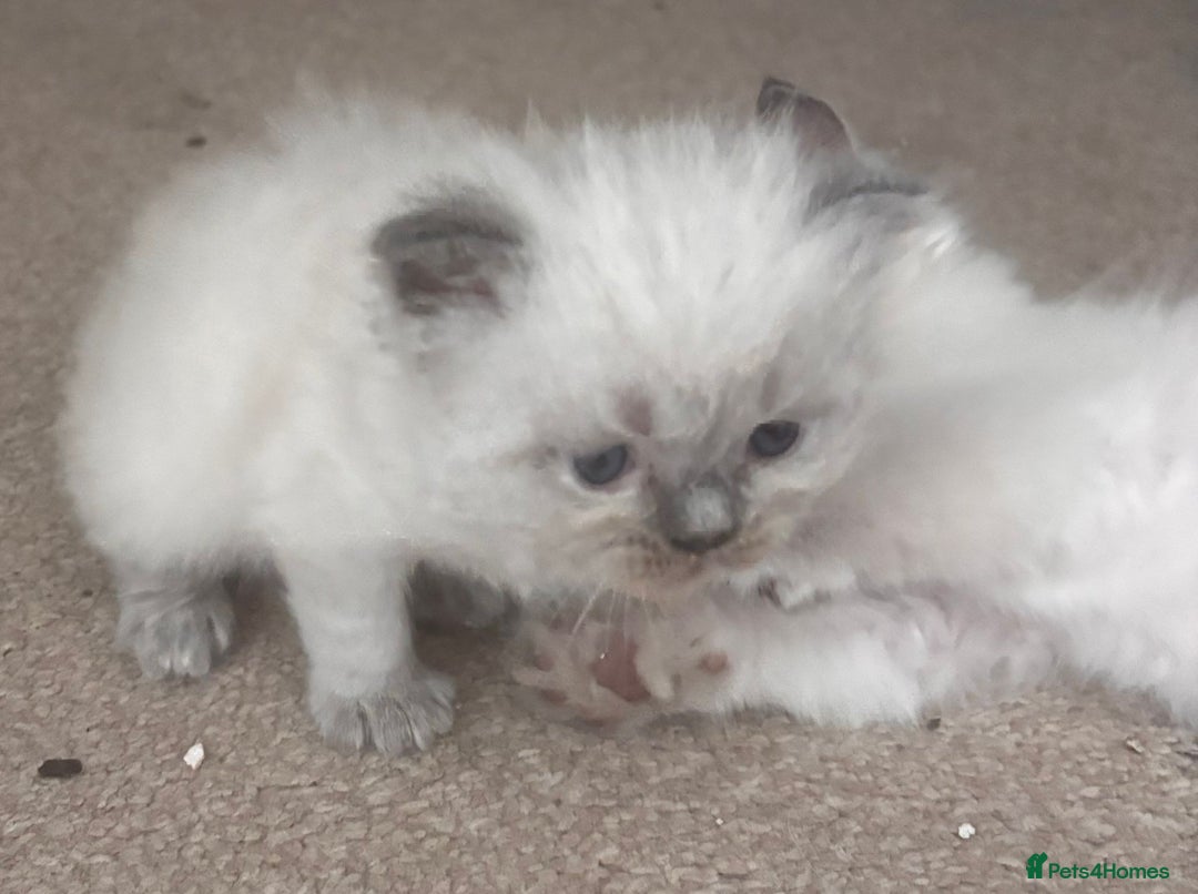 Perdoll cats for sale: Gorgeously cute tiny perdolls  - Image 5