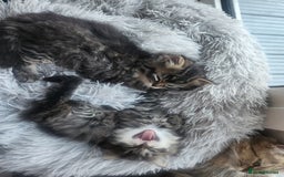 Mixed Breed cats for sale: Two Perdoll Female Kittens Looking for a Home - Image 14