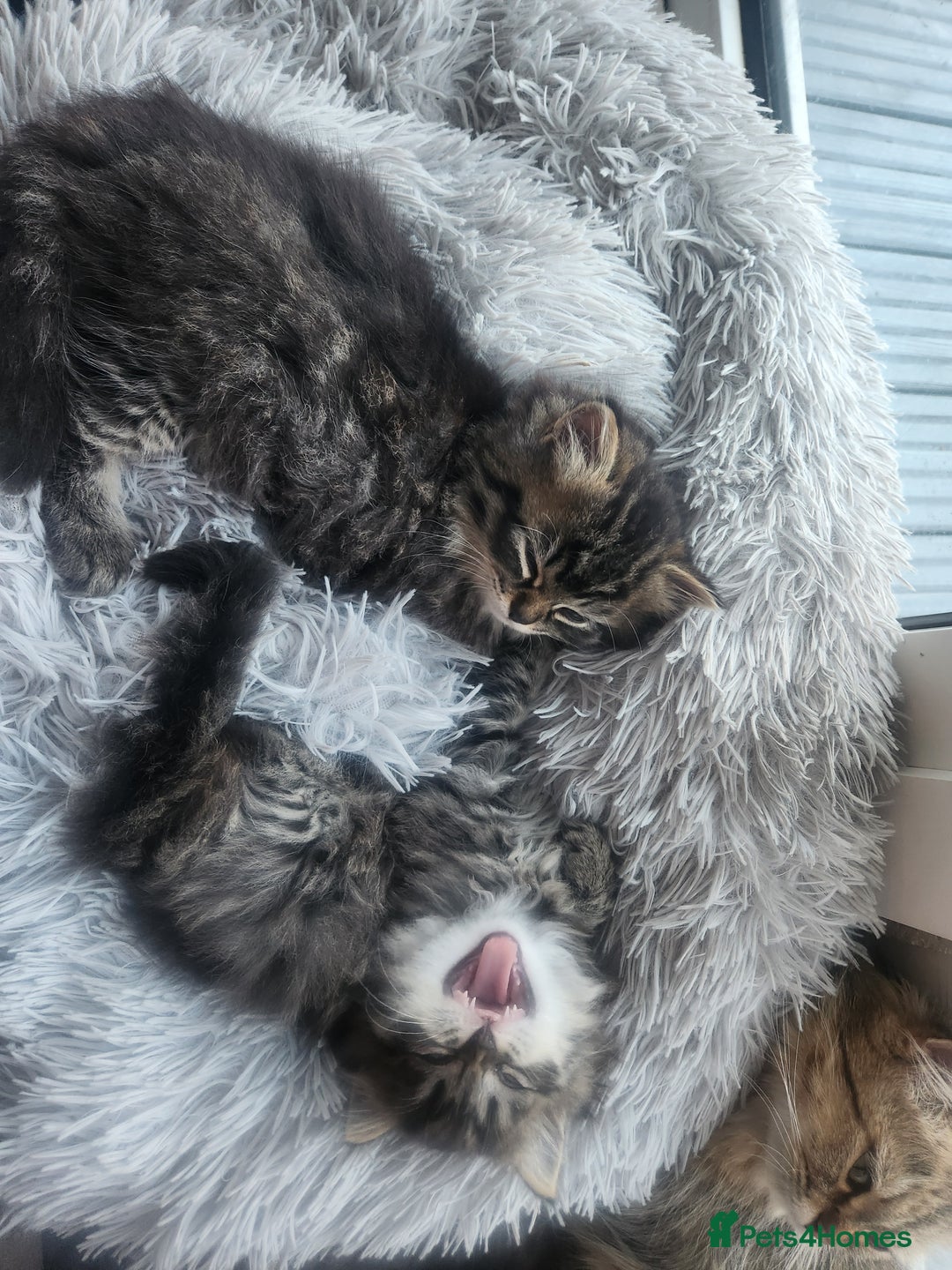 Mixed Breed cats for sale: Two Perdoll Female Kittens Looking for a Home - Image 14