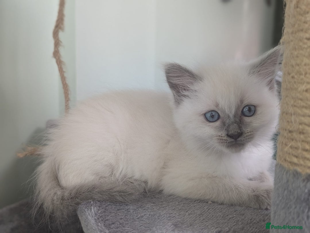 Ragdoll cats for sale: Beautiful gccf registered kittens - Image 22