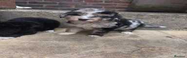 Cockapoo 2