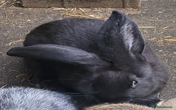 Continental Giant rabbits for sale: Giant rabbits  - Image 2