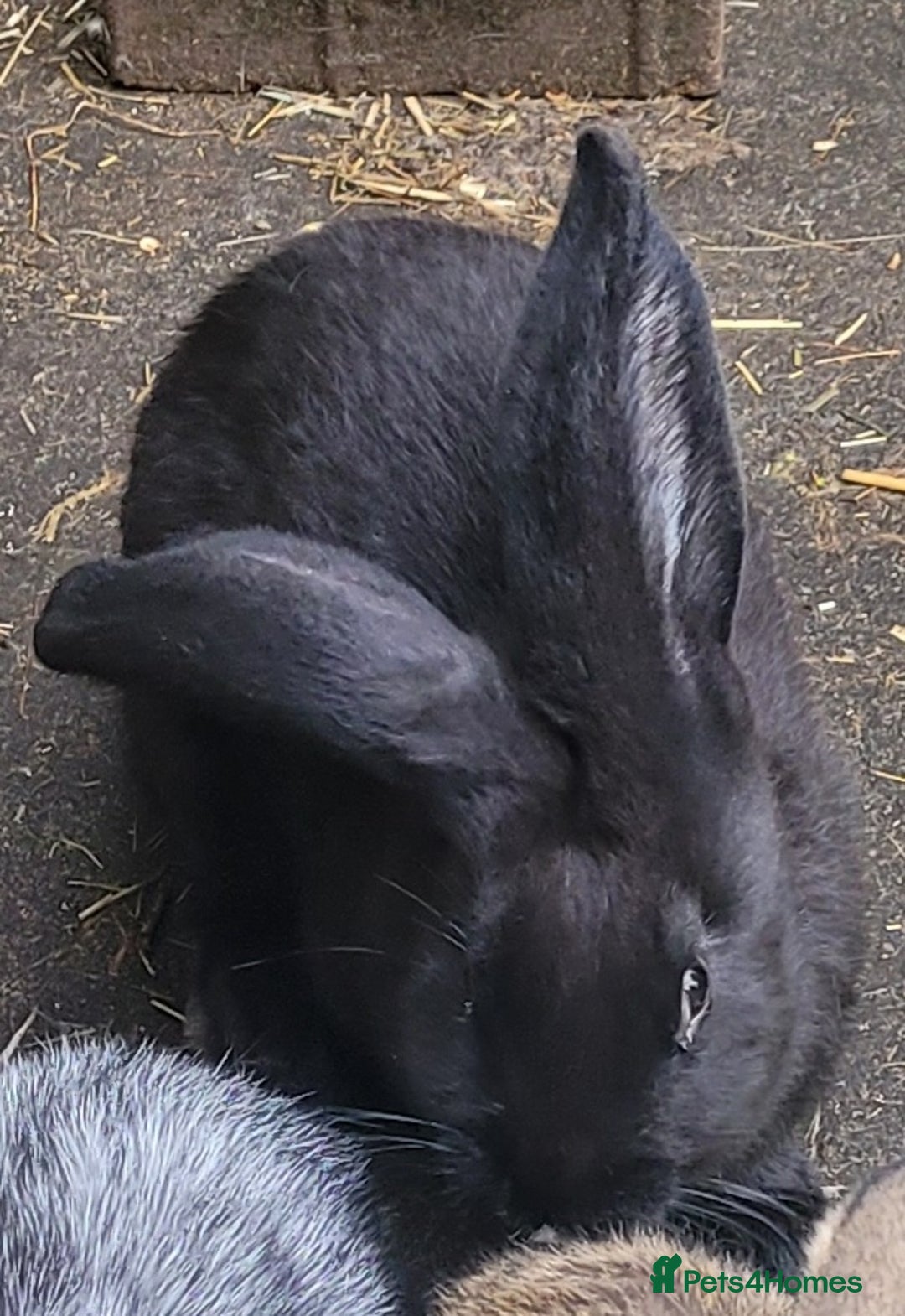 Continental Giant rabbits for sale: Giant rabbits  - Image 2