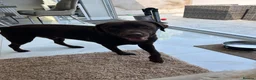Labrador Retriever dogs for sale: Male Labrador  in Bristol - Advert 4