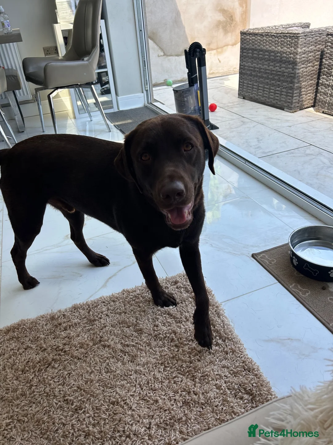 Labrador Retriever dogs for sale: Male Labrador  in Bristol - Advert 4