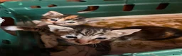 Mixed Breed cats for sale: Kittens  - Advert 7