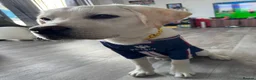Labrador Retriever dogs for sale: Gorgeous Labrador - Advert 5