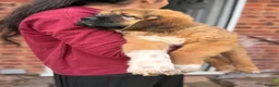 Mixed Breed dogs for sale: Last Few Tibetan Saint Puppies 2nd Gen - Advert 25