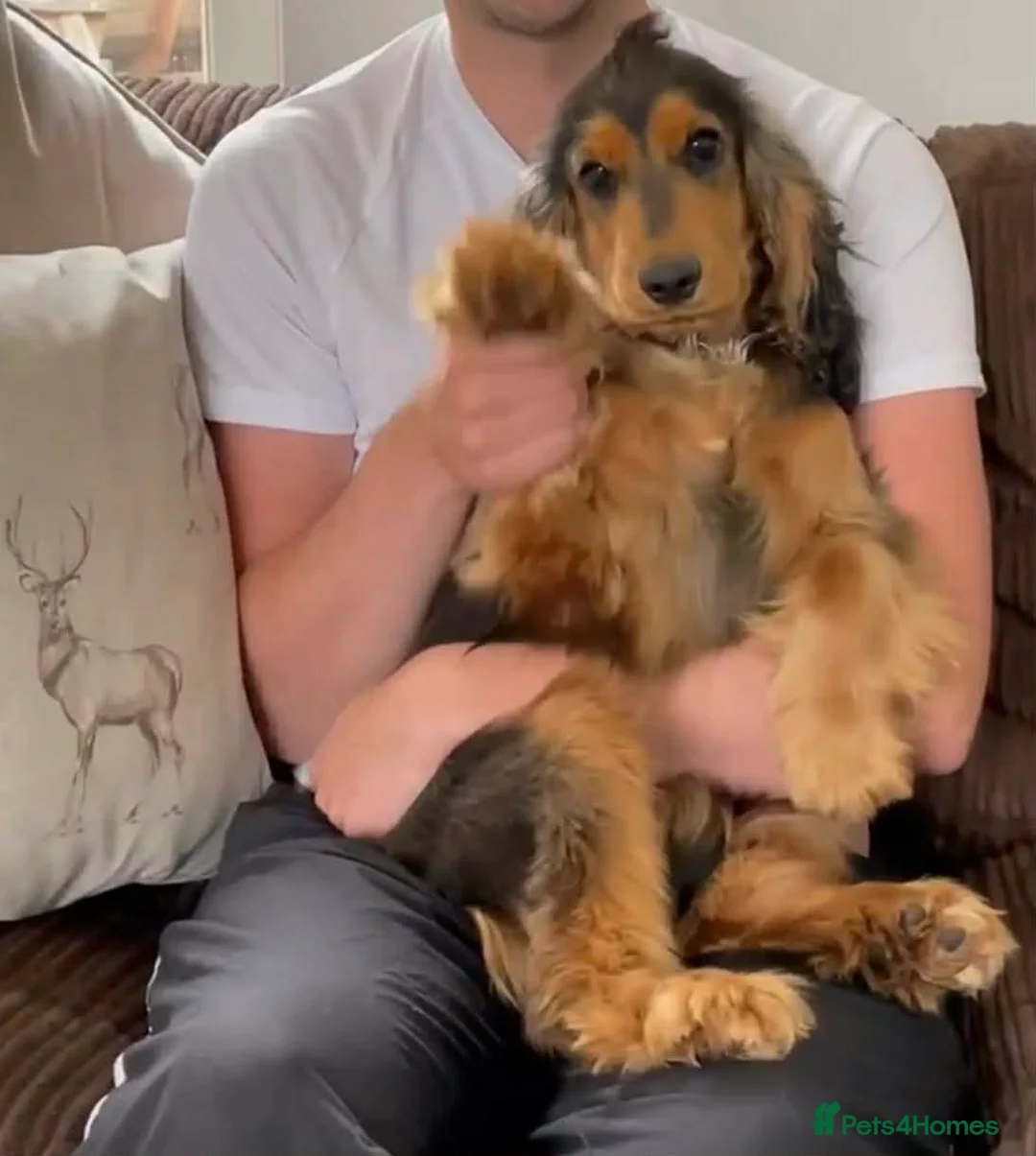 Cockapoo dogs for sale: Cockapoos  - Advert 23