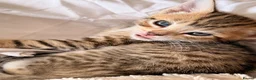 Bengal cats for sale: Bengal x Tabby kittens in Weymouth - Advert 9