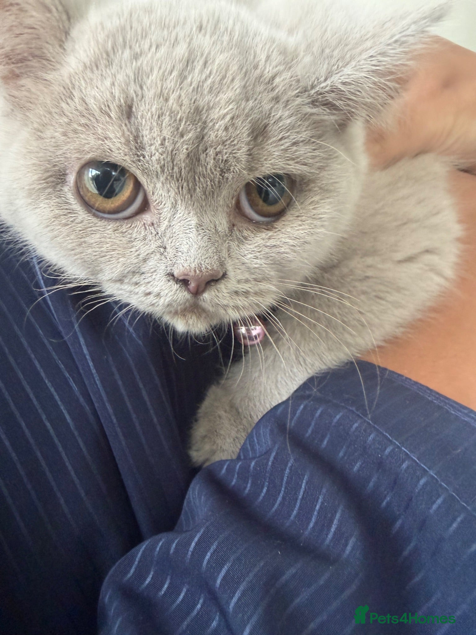 British Shorthair cats Beautiful British Shorthair kittens for sale - Advert 1