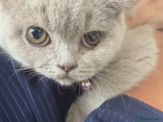British Shorthair cats Beautiful British Shorthair kittens for sale - Advert 1