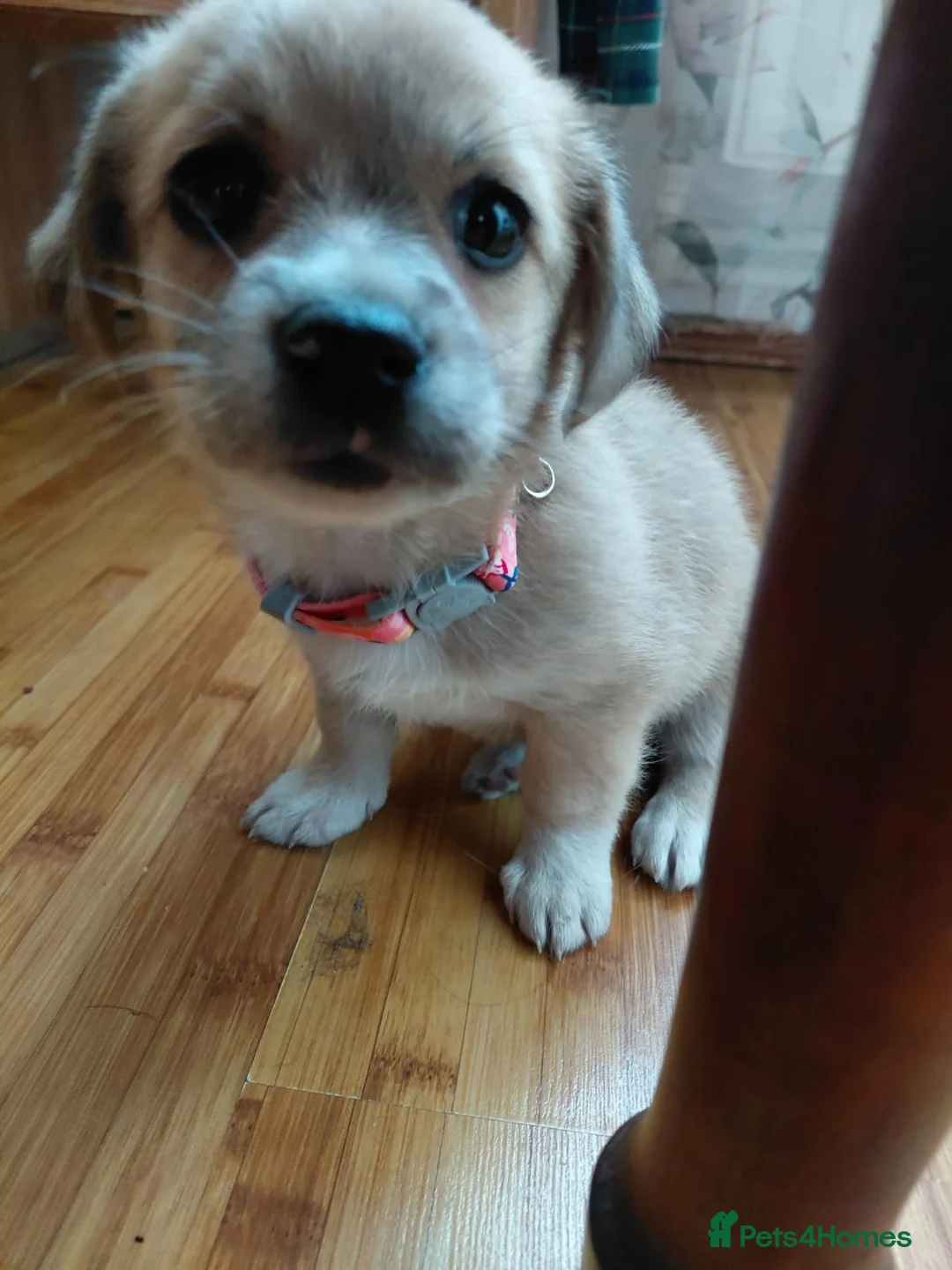 Mixed Breed dogs for adoption: 🌸Little HARA🌸- gentle, grateful and full of love - Advert 25