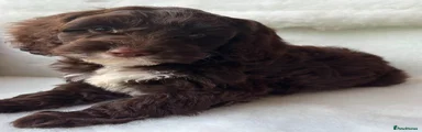 Cockapoo 7
