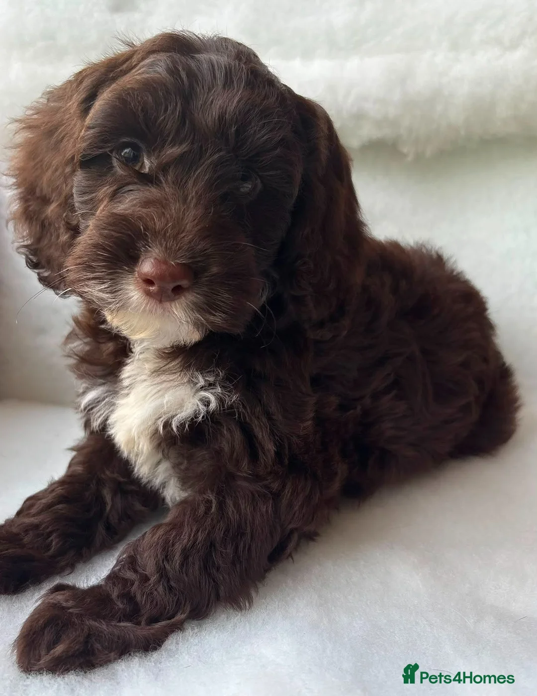 Cockapoo dogs for sale: Gorgeous Cockapoo puppies - Advert 2