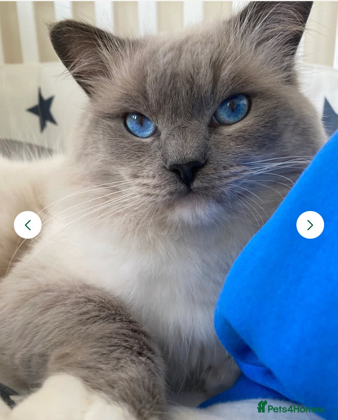 Ragdoll cats for sale: pedigree Ragdoll kittens - champion blood lines  - Image 13
