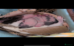 Rat rodents for sale: Baby rats for sale  - Image 5