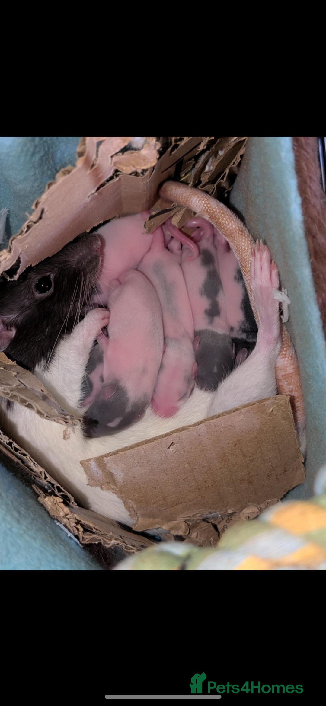 Rat rodents for sale: Baby rats for sale  - Image 5