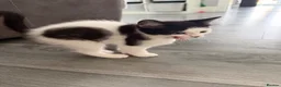 Mixed Breed cats for sale: 5 lovely kittens for sale  - Advert 13