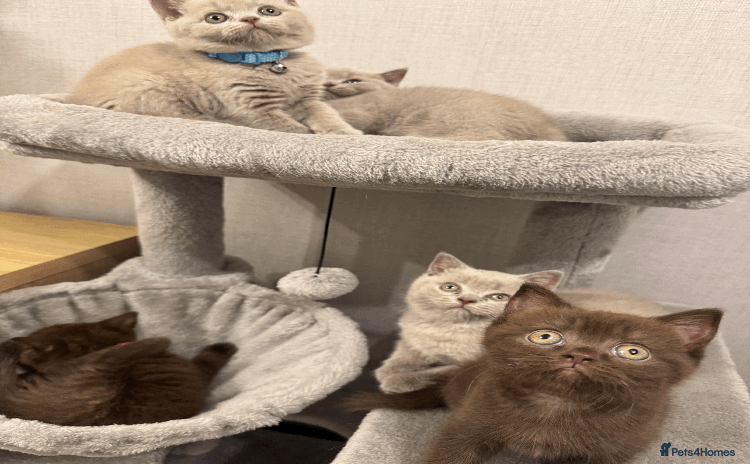 British Shorthair cats - Advert 1