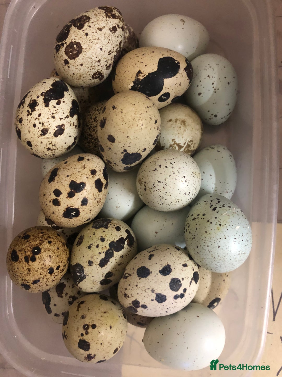 Quail poultry for sale: Jumbo & Celadon (blue egg) Coturnix Quail & eggs - Image 21