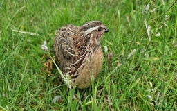 Quail poultry for sale: 🐣 Live Coturnix Jumbo Quail for Sale  in Birmingham - Image 10