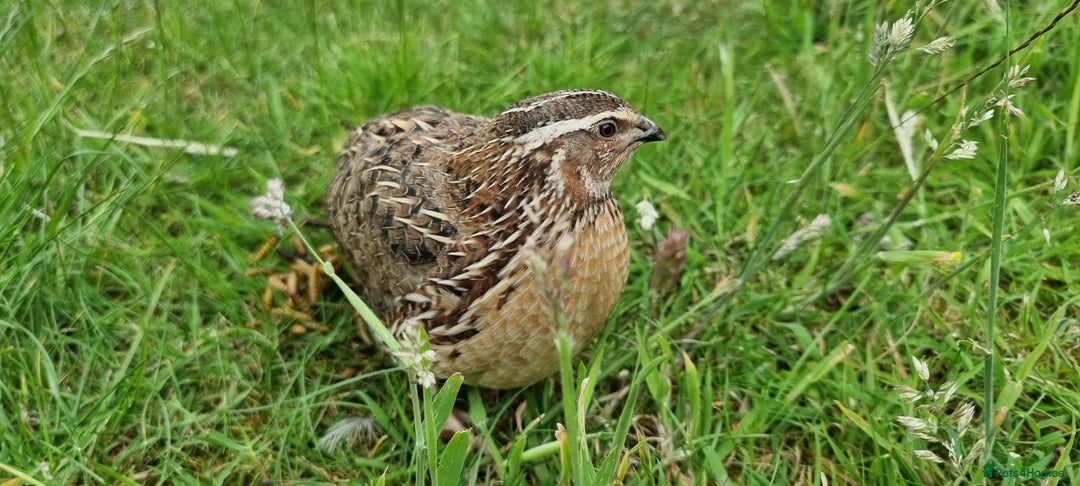 Quail poultry for sale: 🐣 Live Coturnix Jumbo Quail for Sale  in Birmingham - Image 10