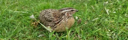 Quail poultry for sale: 🐣 Live Coturnix Jumbo Quail for Sale  in Birmingham - Advert 10
