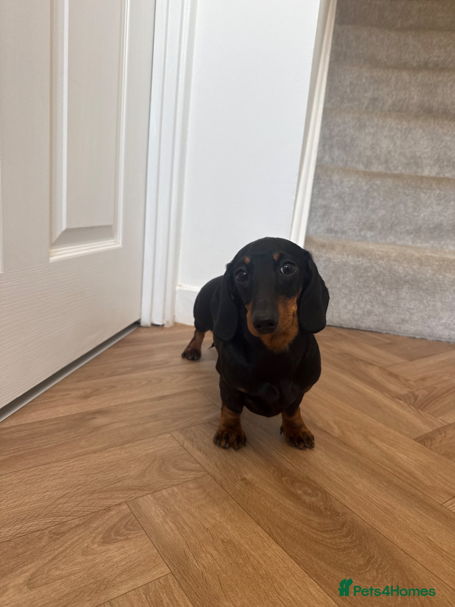 Miniature Dachshund dogs Beautiful KC Registered Bitch - Advert 4
