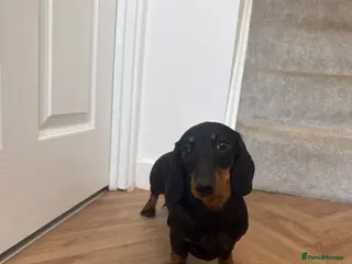 Miniature Dachshund dogs Beautiful KC Registered Bitch - Advert 4