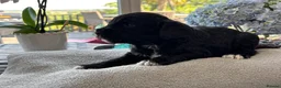 Cockapoo dogs for sale: 🐾❤️ Exceptional F1 Cockapoo Puppies ❤️🐾 - Advert 6