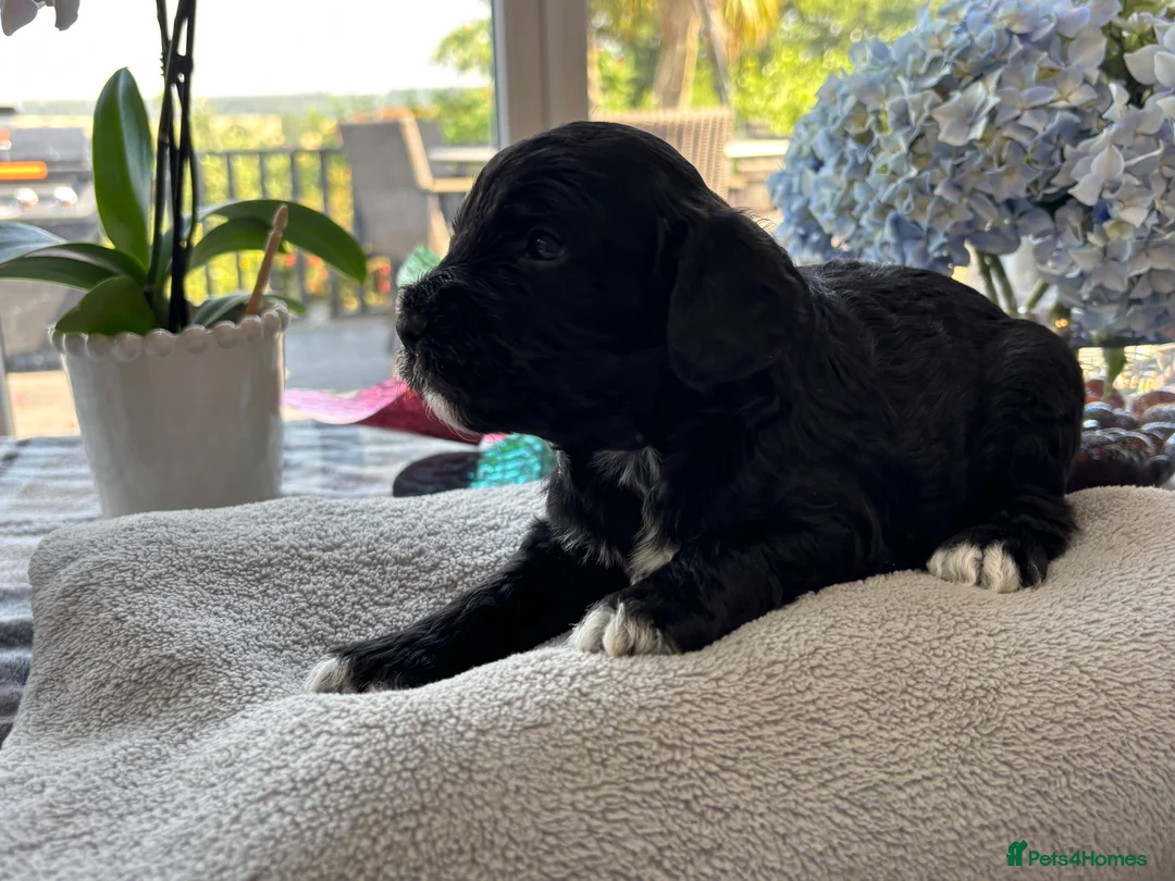 Cockapoo dogs for sale: 🐾❤️ Exceptional F1 Cockapoo Puppies ❤️🐾 - Advert 24