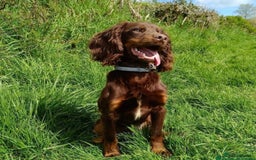 Cocker Spaniel dogs for sale: Beautiful Kc Working Cocker Spaniel Puppies - Image 7