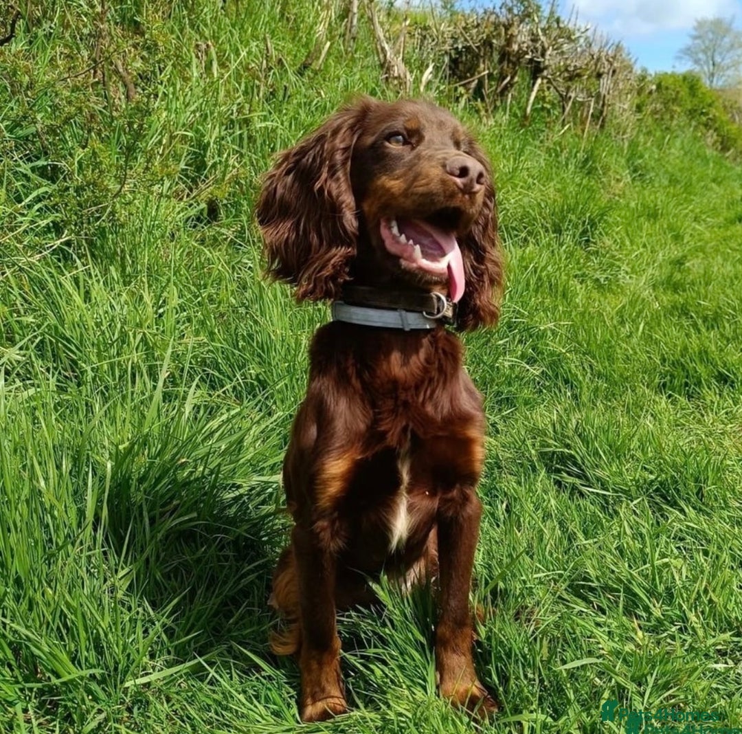 Cocker Spaniel dogs for sale: Beautiful Kc Working Cocker Spaniel Puppies - Image 7