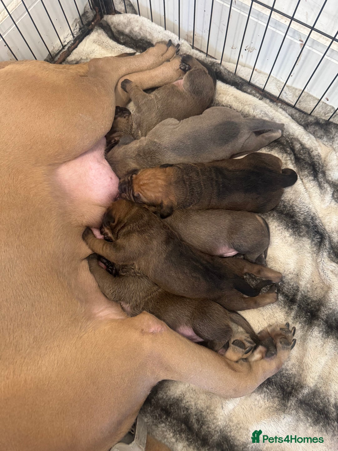 Cane Corso dogs for sale: 6 beautiful cane Corso puppies  - Advert 27