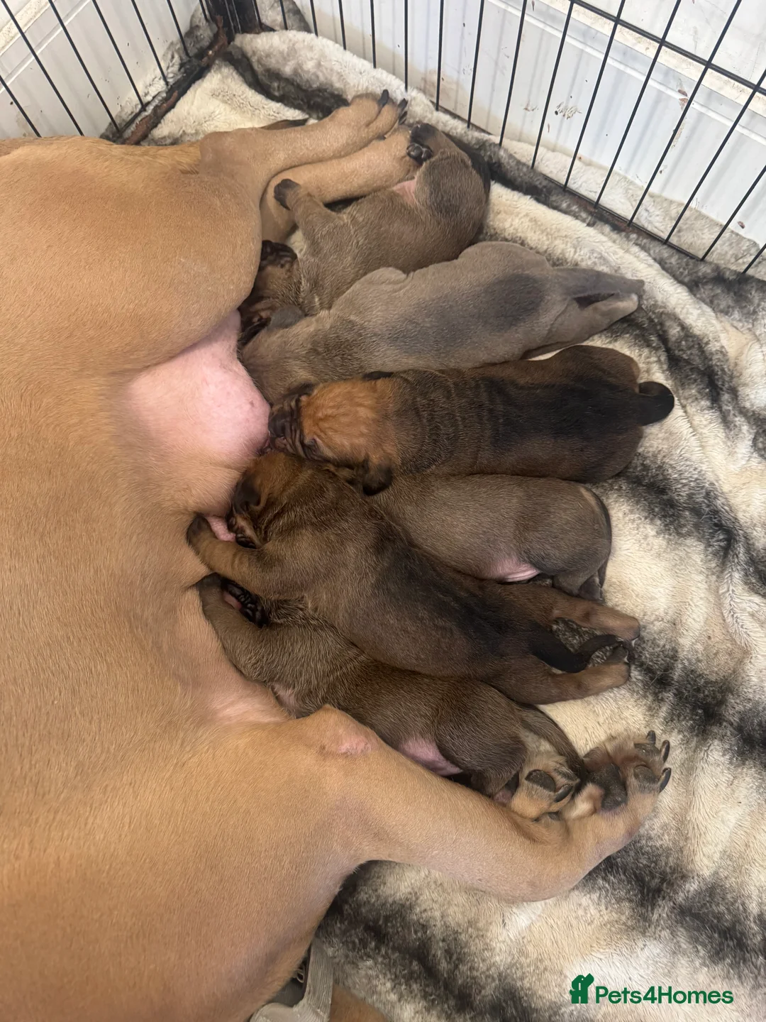 Cane Corso dogs for sale: Ready to go Thursday 2boys 1girl cane Corso pups - Advert 19