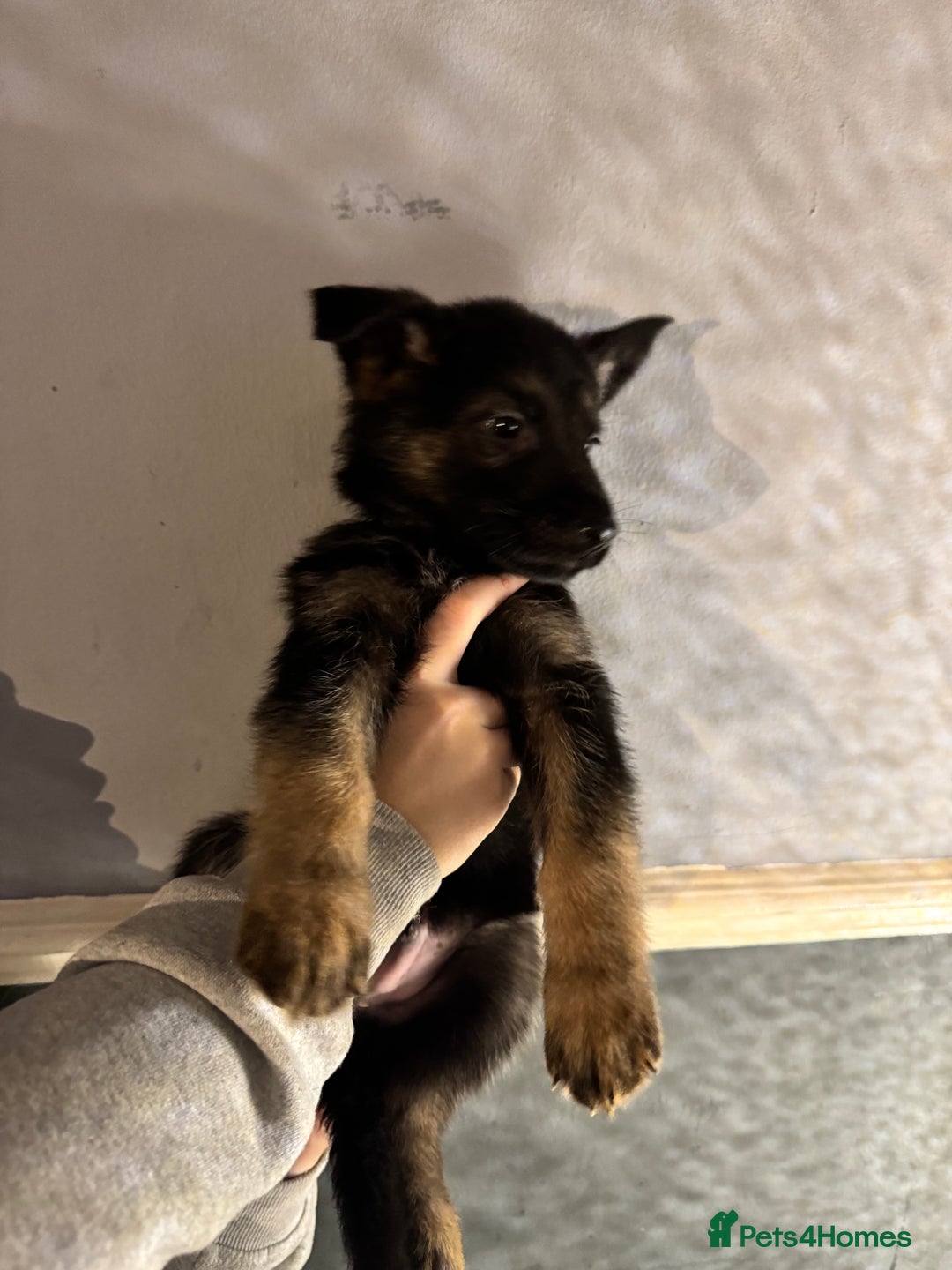 German Shepherd dogs for sale: Ready to meet your new best friend  - Advert 19