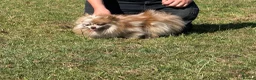 Pomeranian dogs for sale: Petite Adult Chocolate Merle Pomeranian 2.8kg  - Advert 8