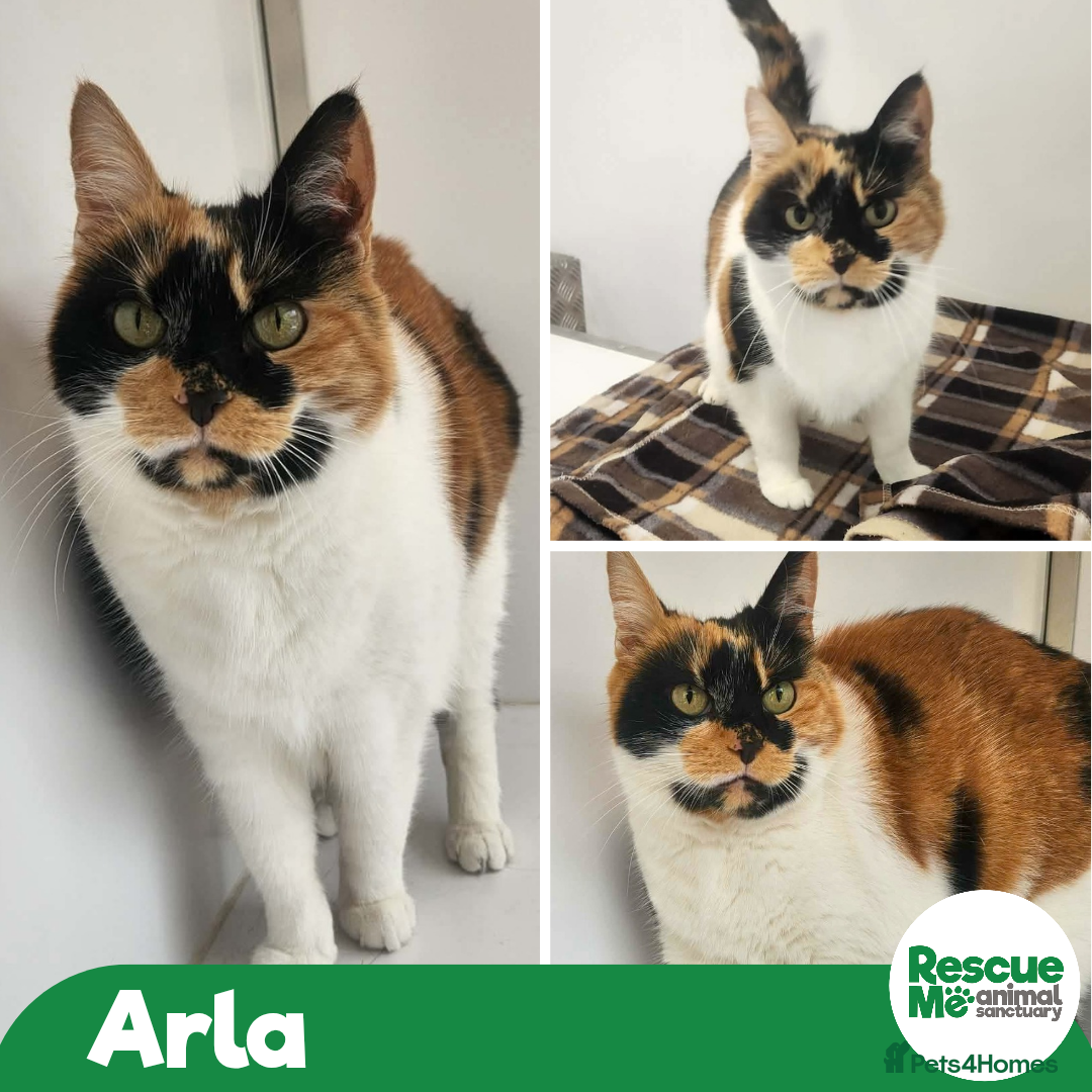 Mixed Breed cats Arla - sweet older girl - Advert 1
