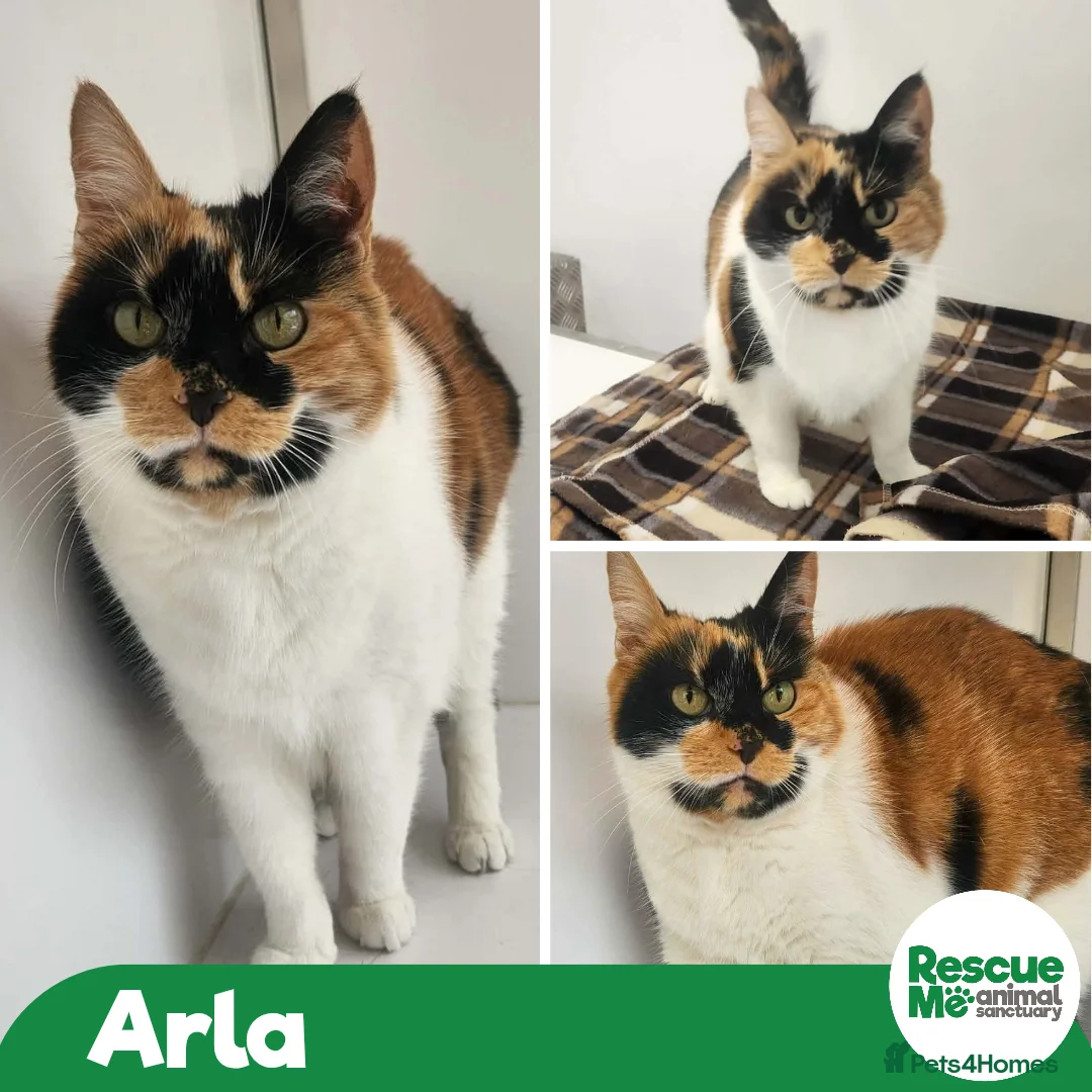 Mixed Breed cats for adoption: Arla - sweet older girl in Liverpool - Advert 1