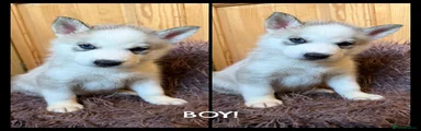 Siberian Husky 4