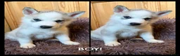 Siberian Husky dogs for sale: ​Gorgeous Siberian Husky Puppies in Peterborough - Advert 6