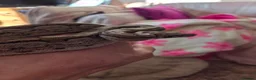 Boa Snake reptiles for sale: Boa constrictor viv included  in Wigton - Advert 4