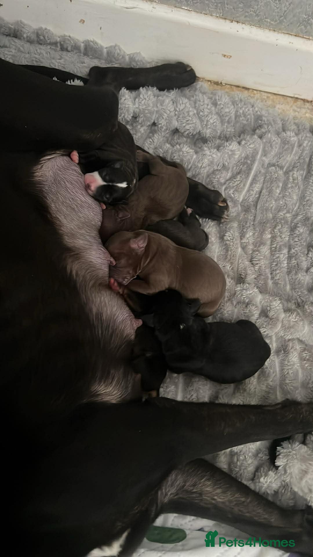 Staffordshire Bull Terrier dogs Staffordshire Cross Puppies – Ready 28 April - Advert 14