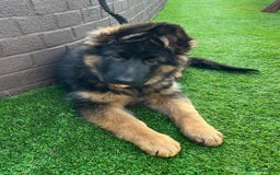 German Shepherd dogs for sale: Top Quality GSD puppies available  - Image 4