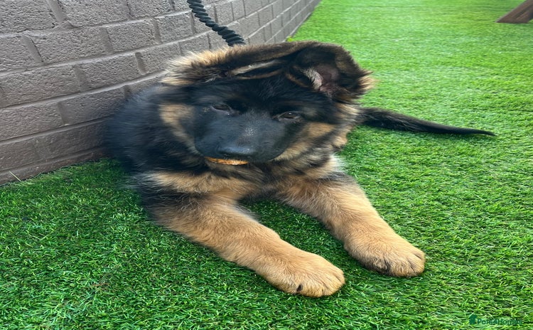 German Shepherd dogs - Advert 8