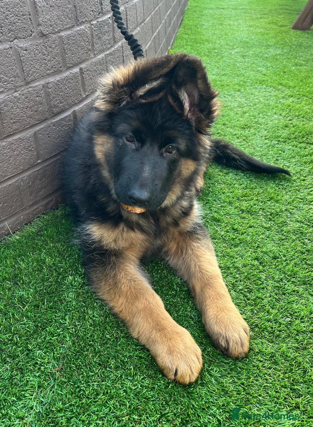 German Shepherd dogs for sale: Top Quality GSD puppies available  - Image 4
