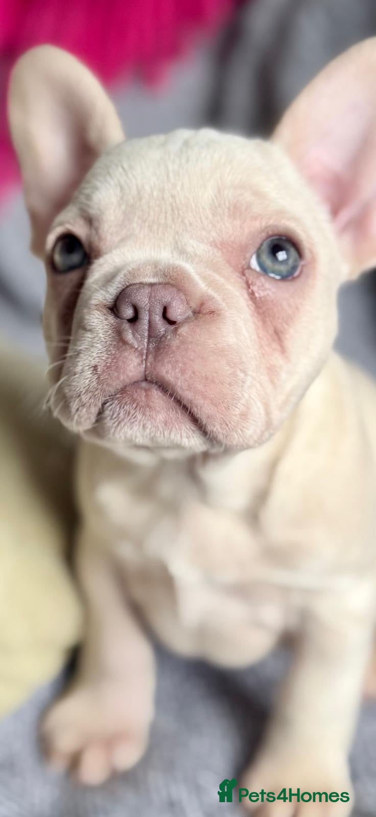 French Bulldog dogs Highly Health tested French Bulldog Puppies - Advert 12