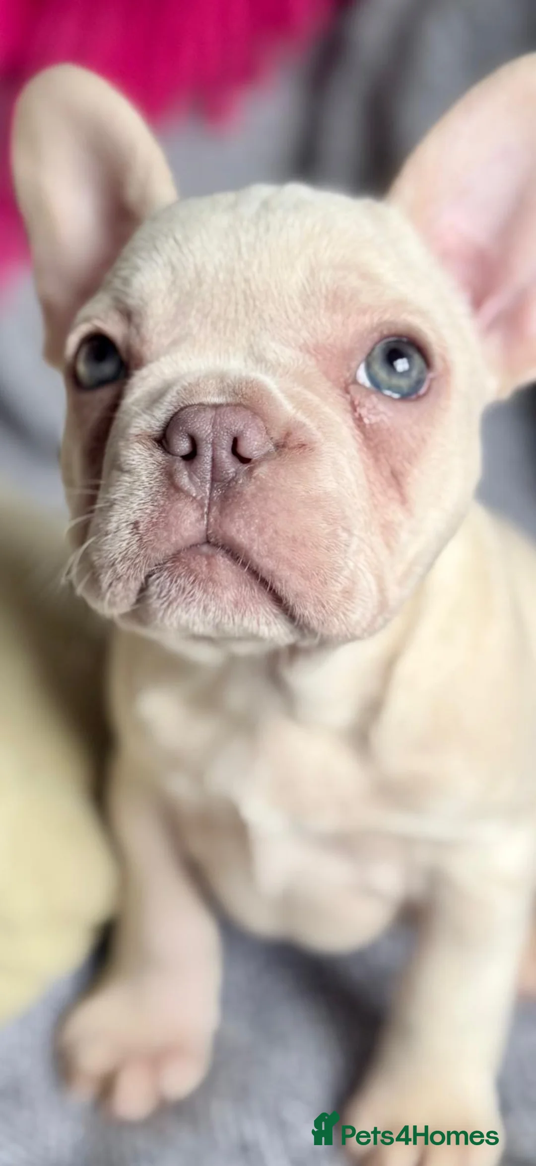 French Bulldog dogs for sale: Highly Health tested French Bulldog Puppies - Advert 1