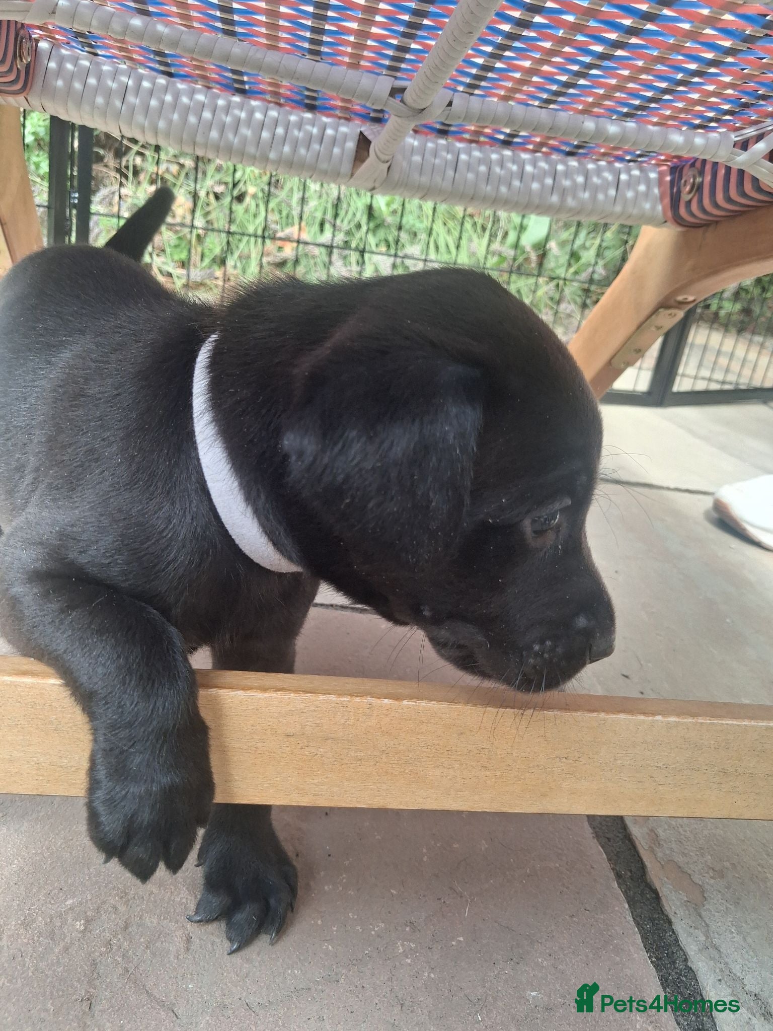 Labrador Retriever dogs Beautiful Black Labrador Puppies For Sale - Advert 1